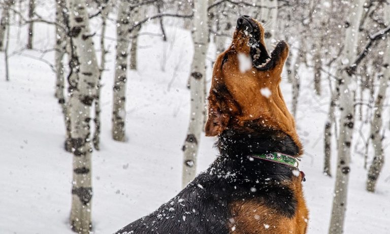500 European Dog Names For Your New Furry Friend