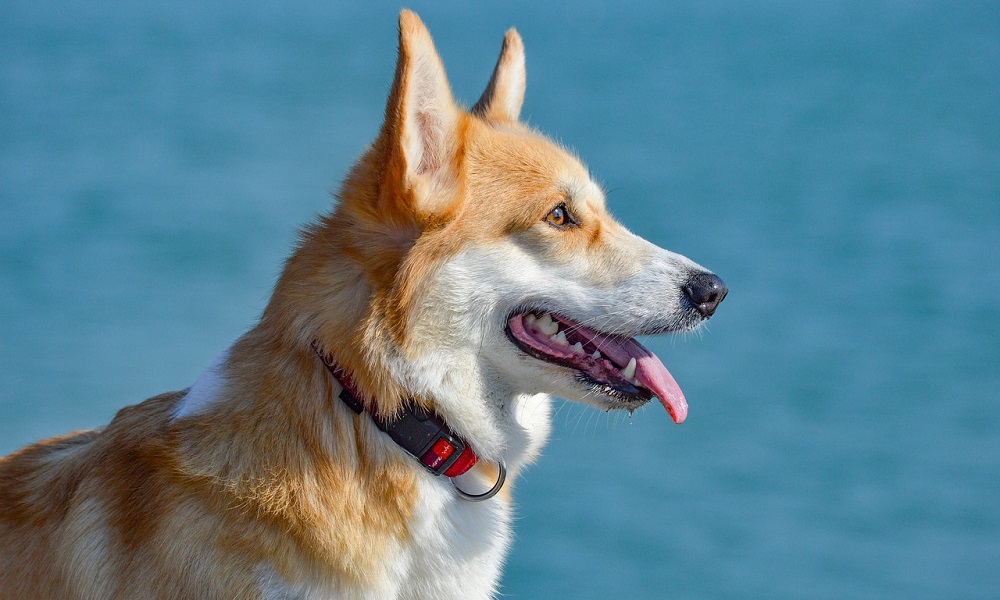 Rapper Dog Names Inspired By Rap Music Pet Guide Reviews