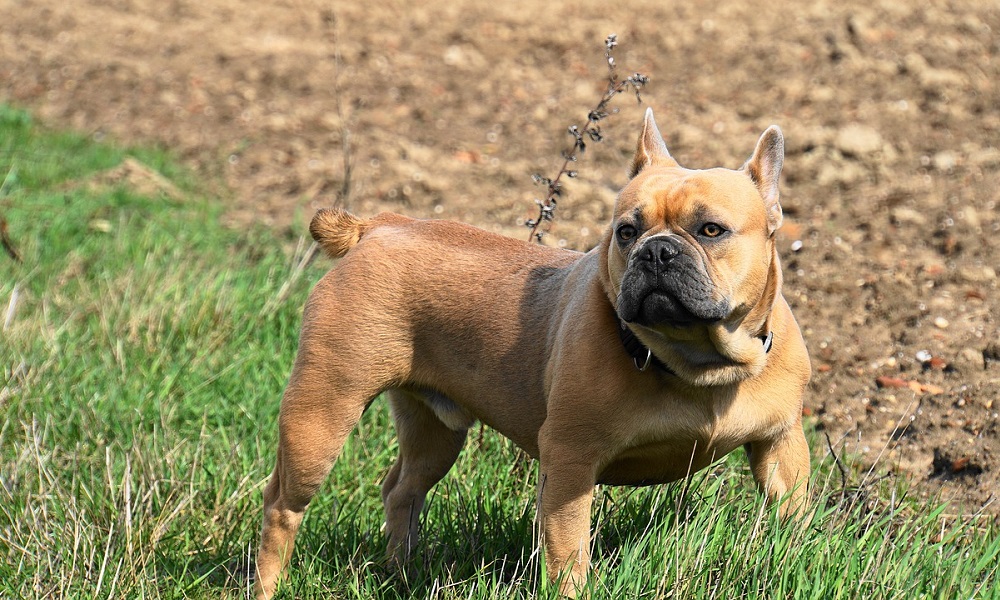 Strong Female Dog Names