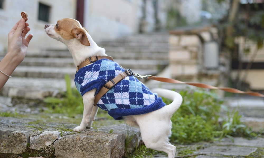 Top Food Dog Names