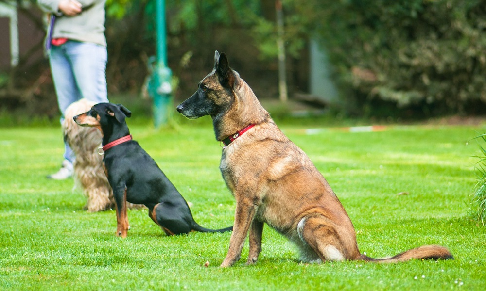 Top Sports Dog Names