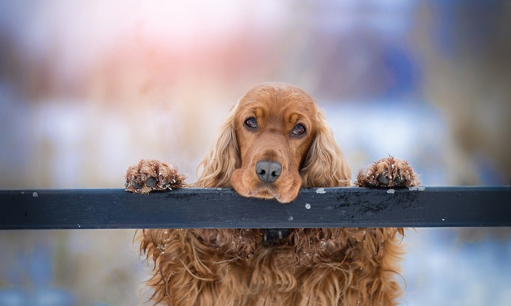 Best Cool Dog Names