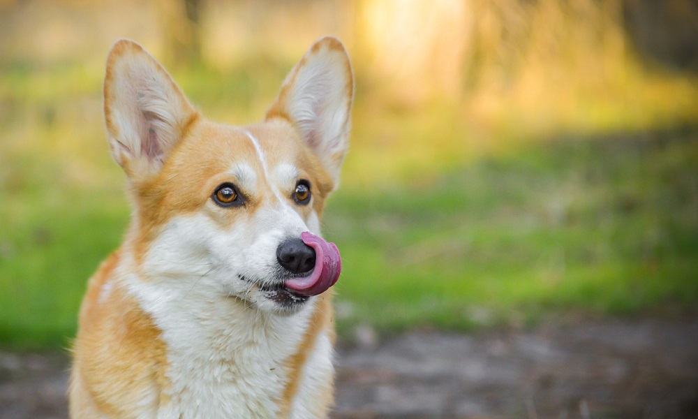 Big Cool Dog Names