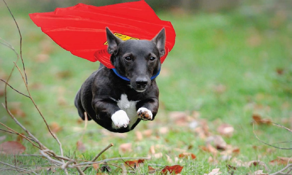 Cool Dog Names Inspired by Superheroes