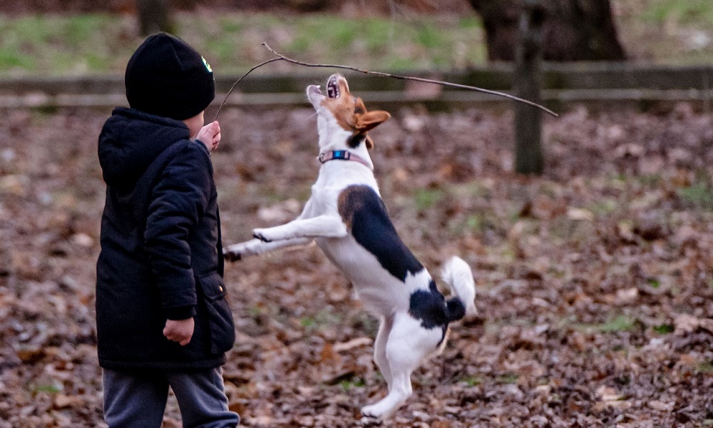 Funny Boy Dog Names