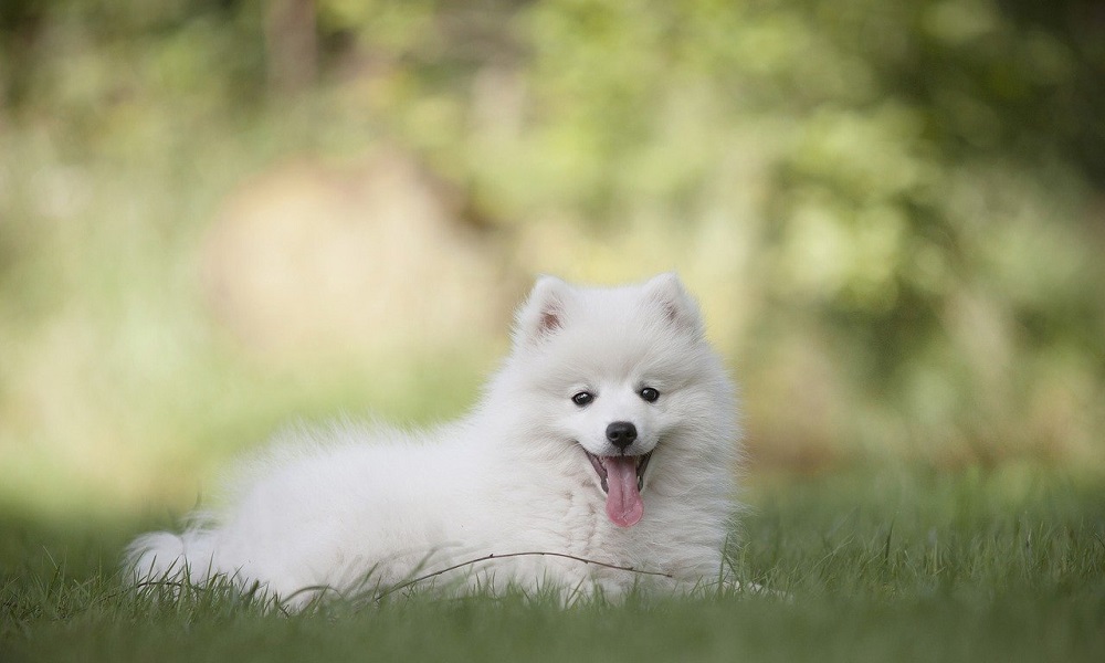 Funny White Dog Names