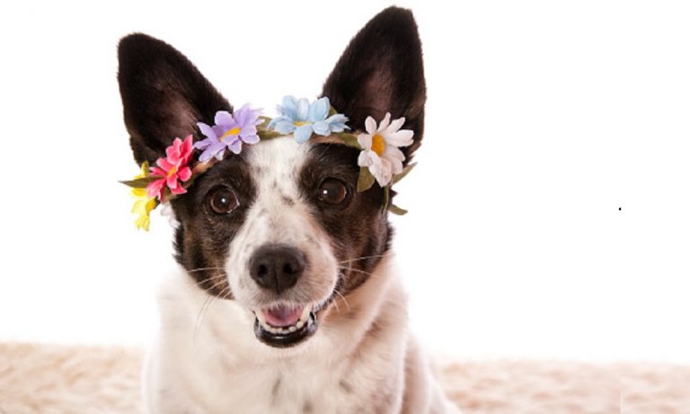 250+ Hippie Dog Names: Finding the Right One