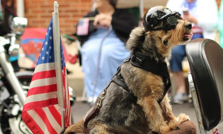 Patriotic Dog Names: 150+ Explore List of Ideas