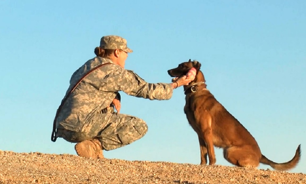 Patriotic Dog Names Inspired by Military Heroes