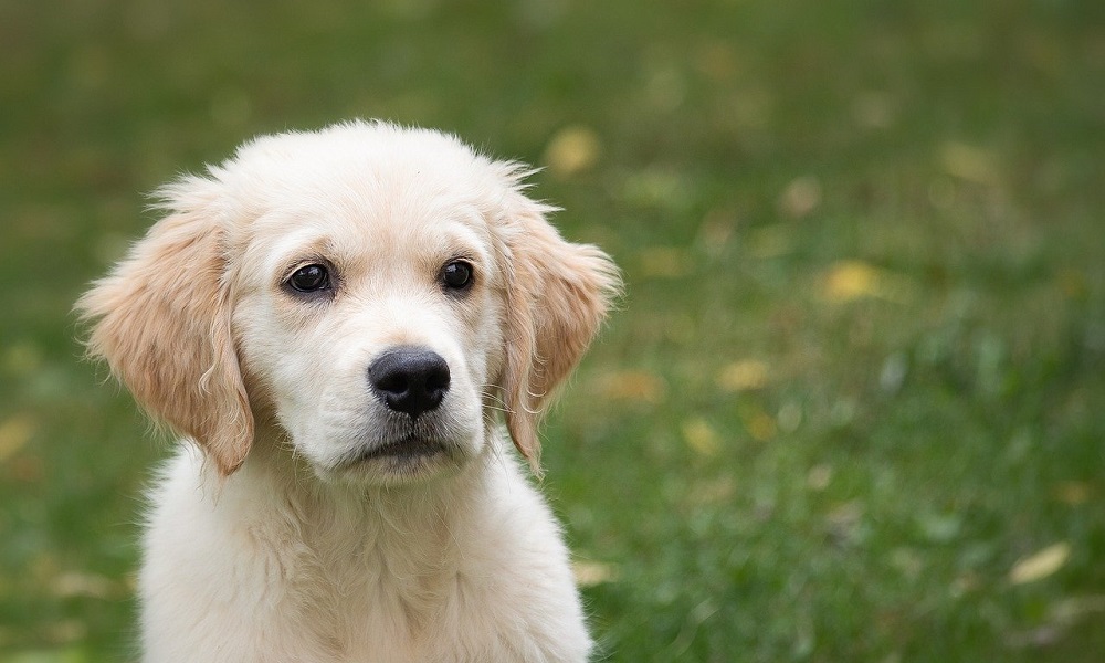 Unisex Dog Names for Golden Retriever