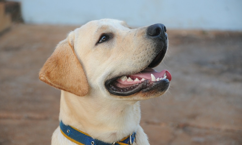 Unisex Dog Names for Labradors