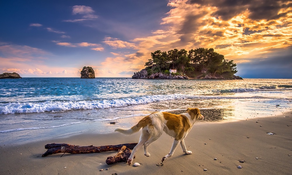 Beach Dog Names based on Island