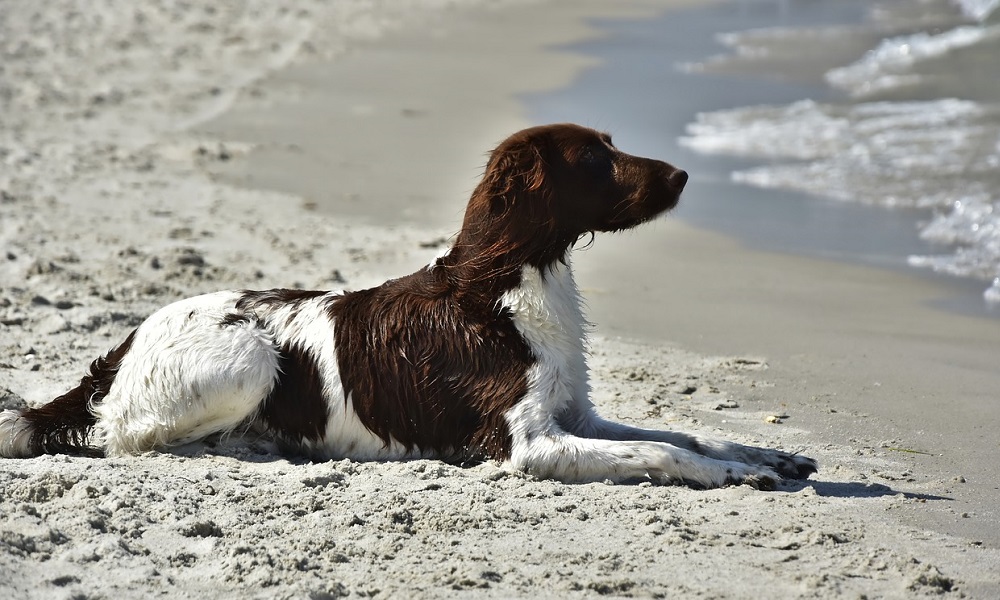 Beach Dog Names Inspired by Animals