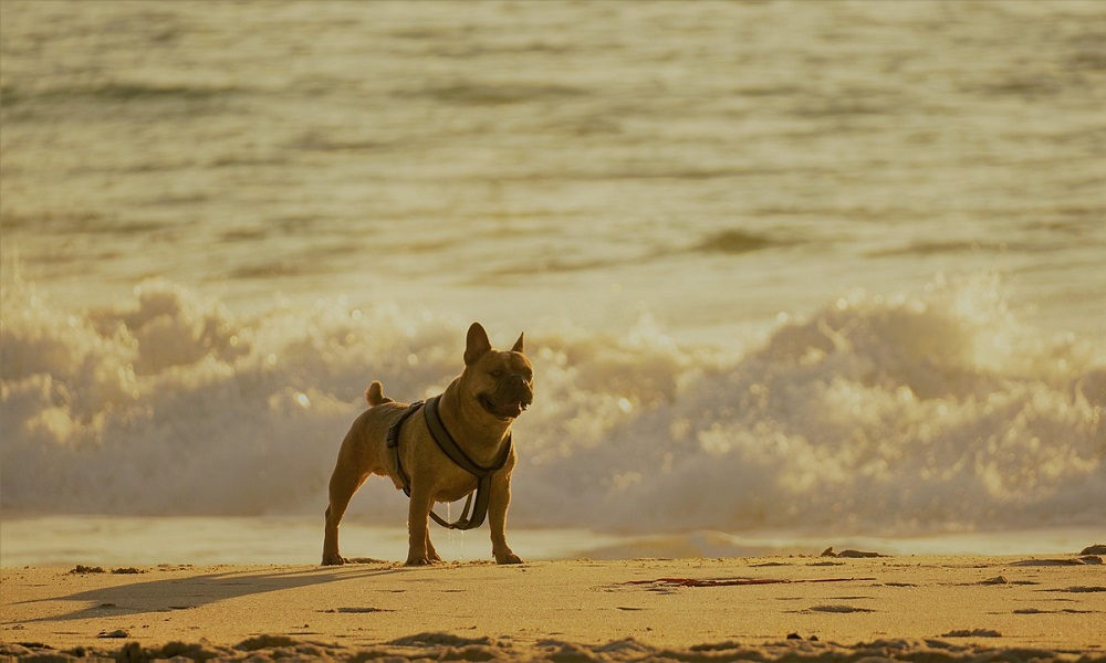Beach Dog Names Inspired by Languages