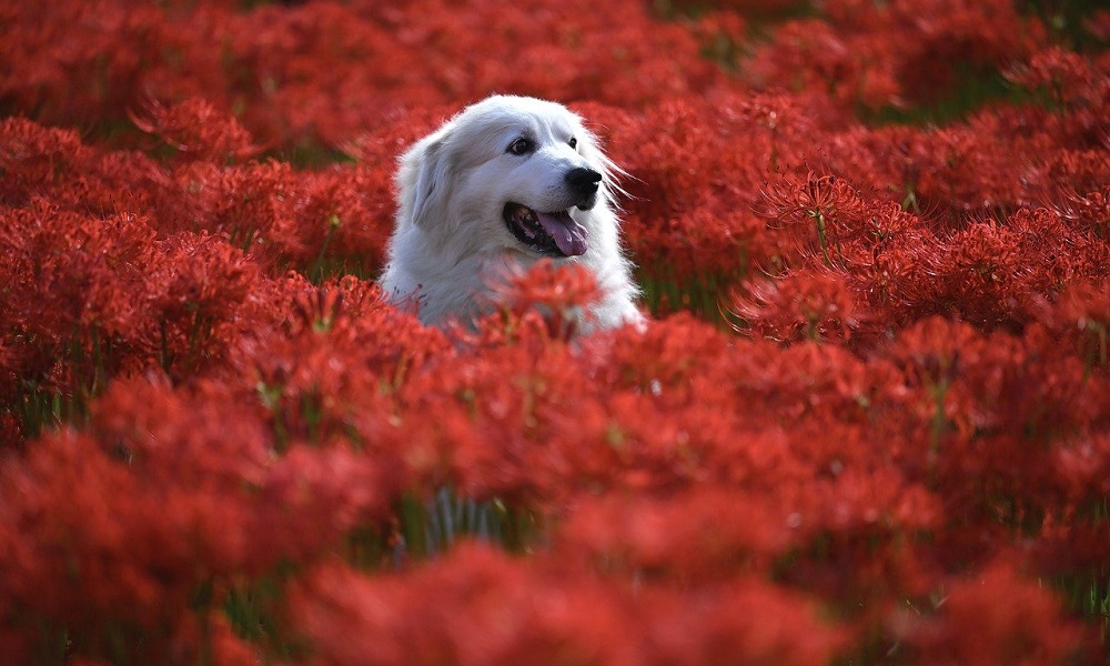 Beautiful Flower Dog Names