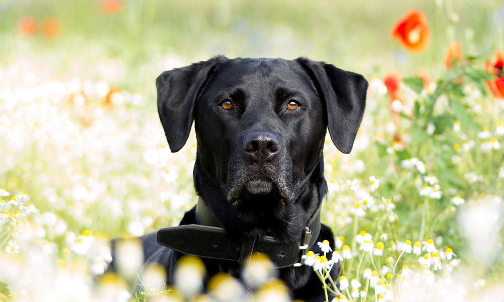 Flower Names for Black Dogs