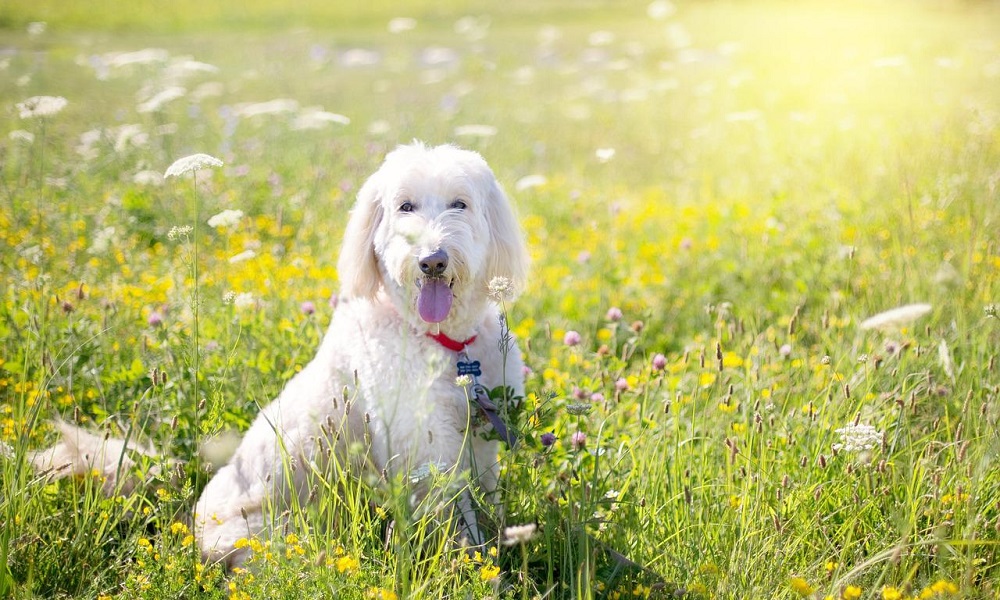 Flower Names for White Dogs
