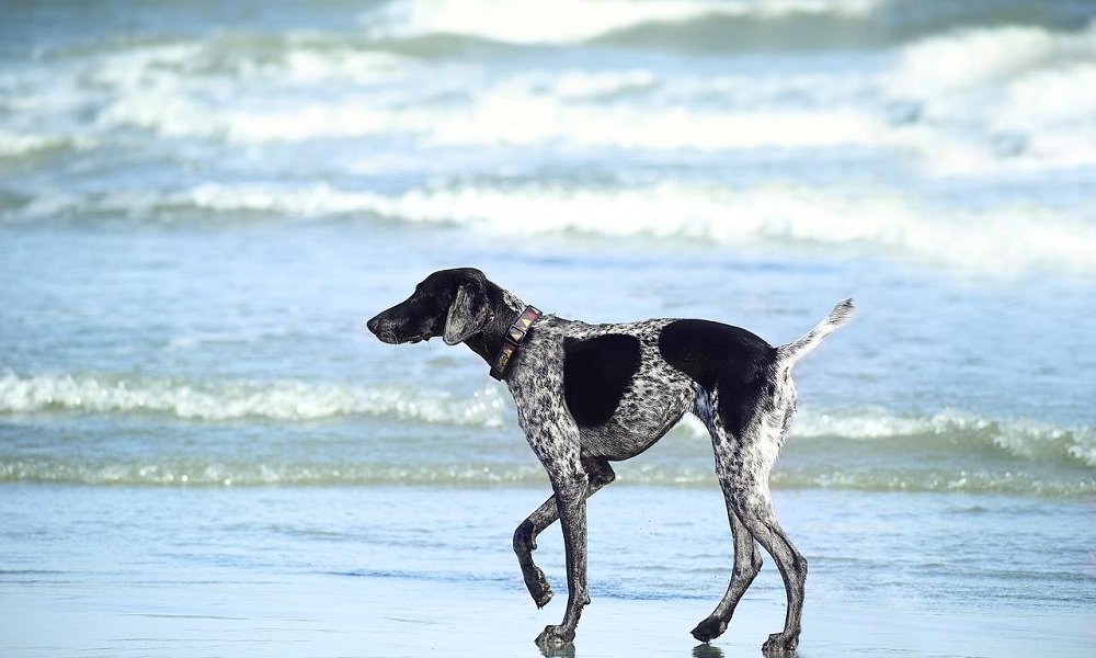 Nautical Beach Dog Names