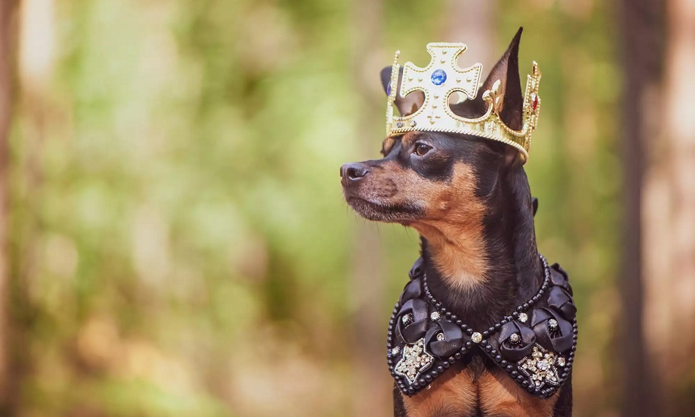Regal Dog Names Inspired by TV Shows and Movies
