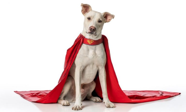 Superhero Dog Names [120+ Powerful Ideas!]