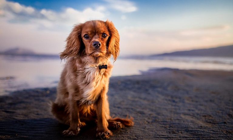 200-beach-dog-names-perfect-ideas-your-pup-pet-guide-reviews