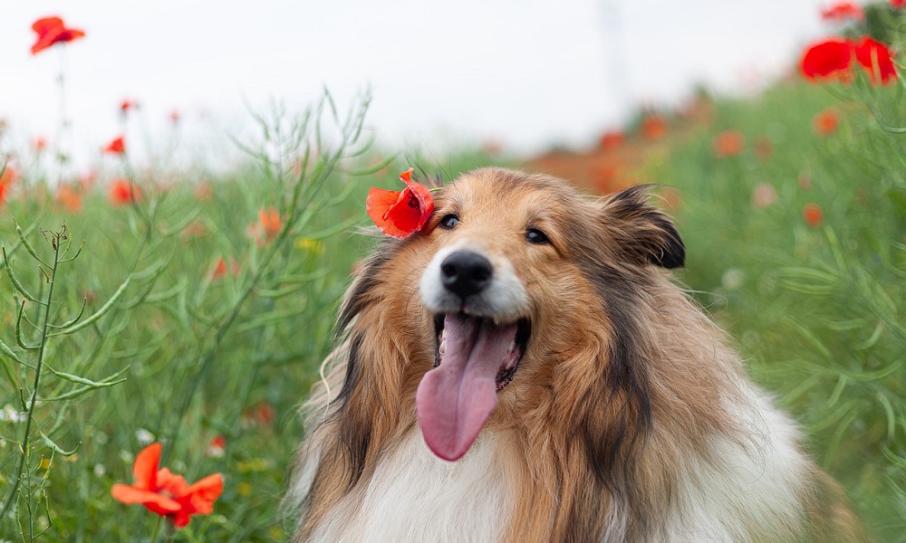 600+ Flower Dog Names Unique and Beautiful