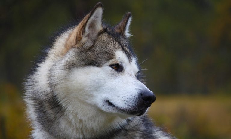 Alaskan Malamute Names for Your Beautiful Dogs