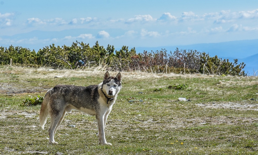 Alaskan Malamute Names Inspired by Geography
