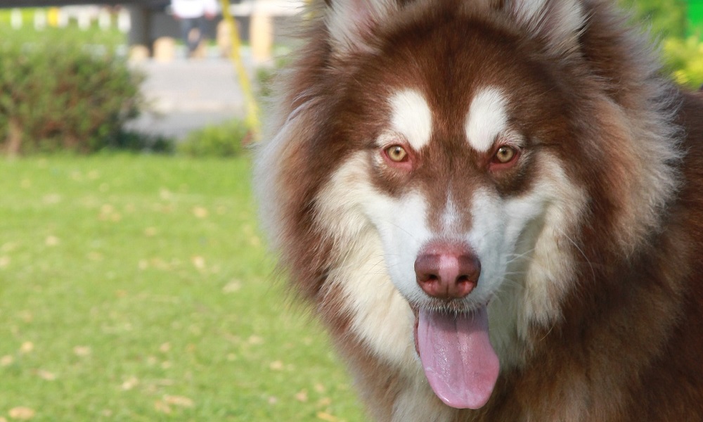 Alaskan Malamute Names Inspired by Weather