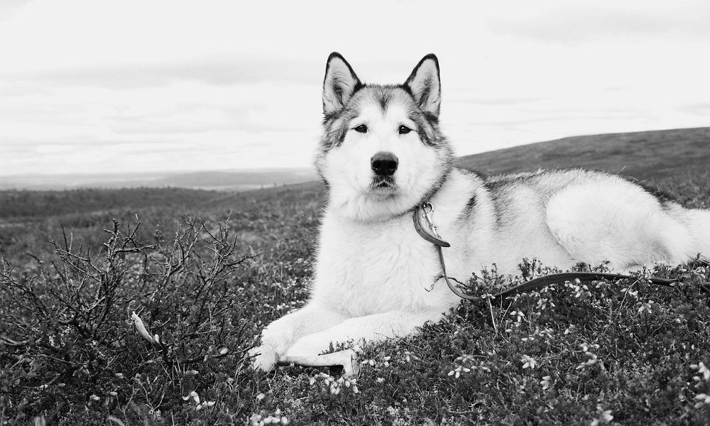 Alaskan Place Names for Malamutes