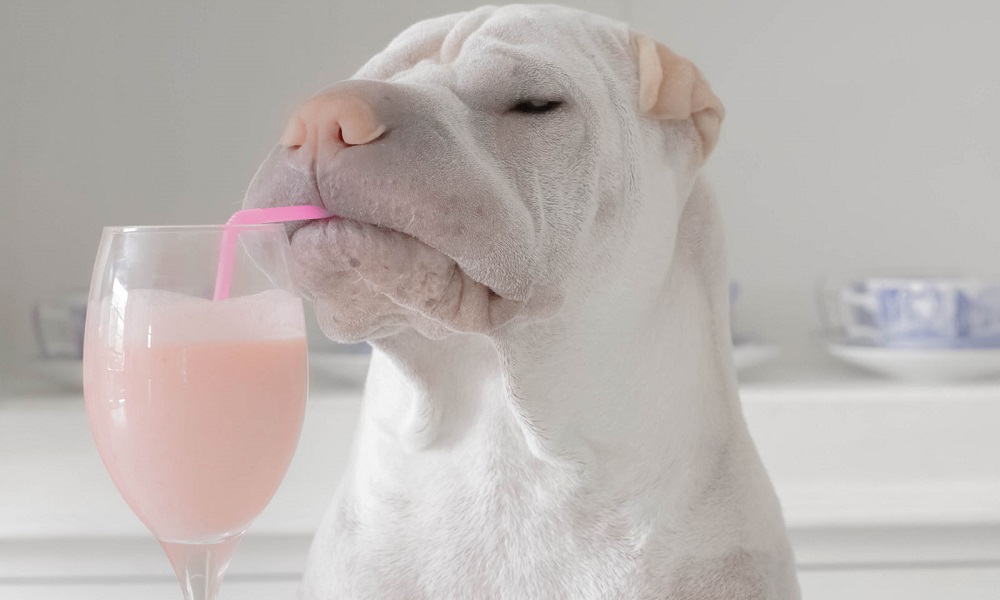 Alcohol Dog Names Inspired by Cocktails