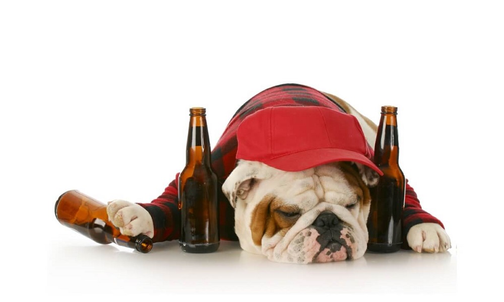 Alcohol Dog Names Inspired by Liquor