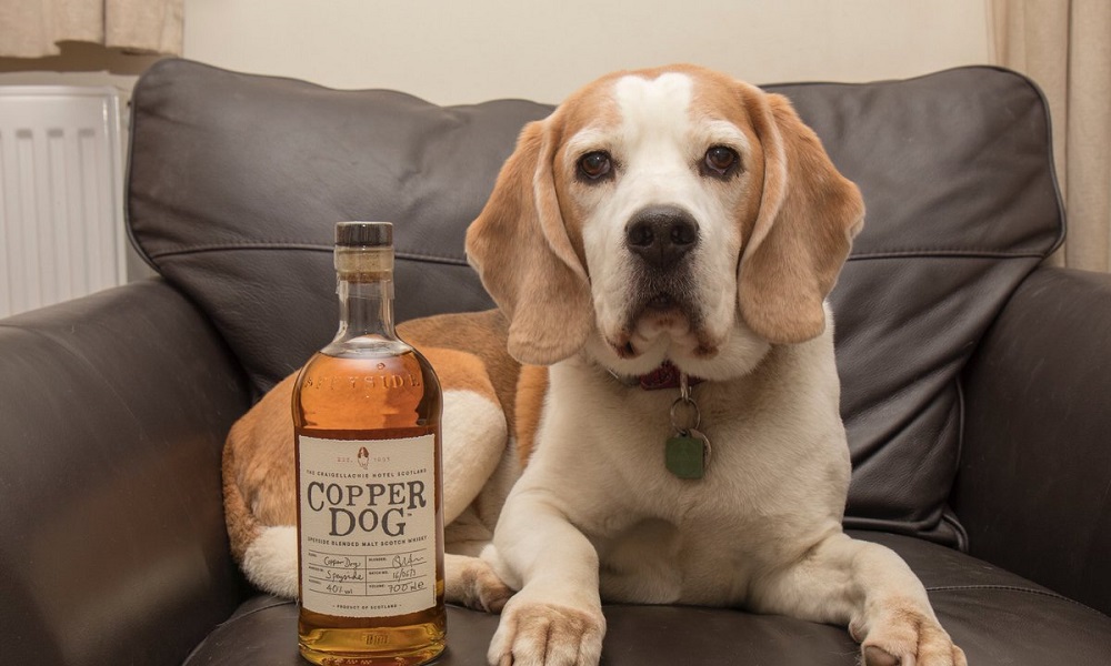 Alcohol Dog Names Inspired by Whiskey