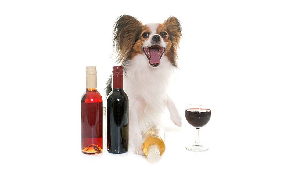 Alcohol Dog Names Inspired by Wine