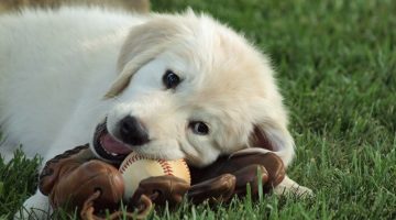 Baseball Dog Names