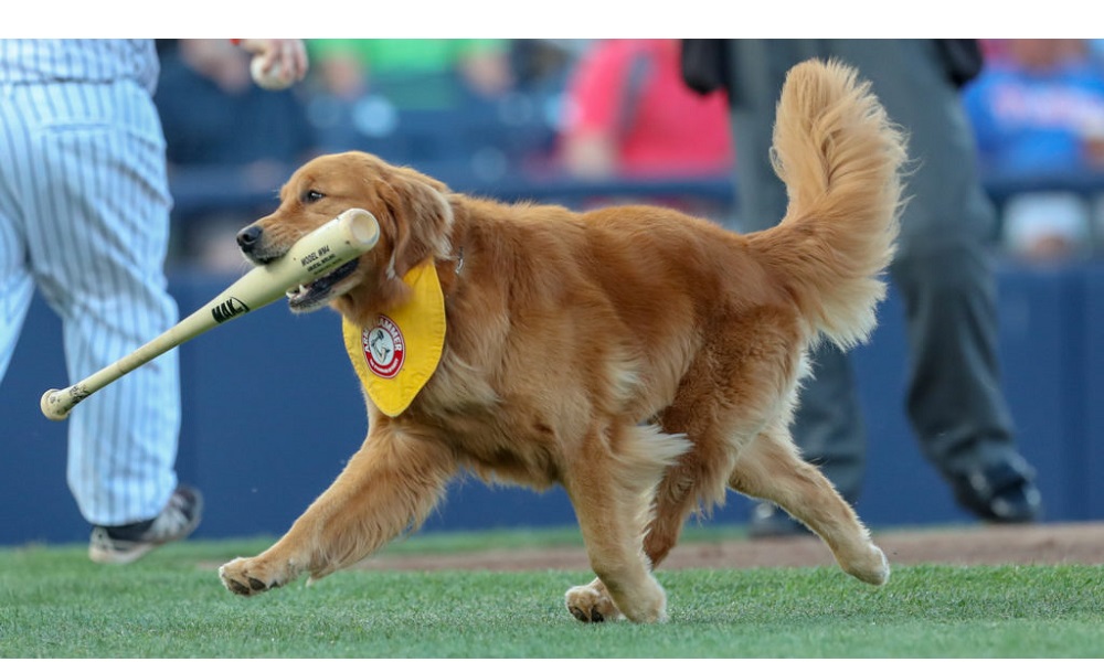 Baseball Dog Names Inspired by Famous Players