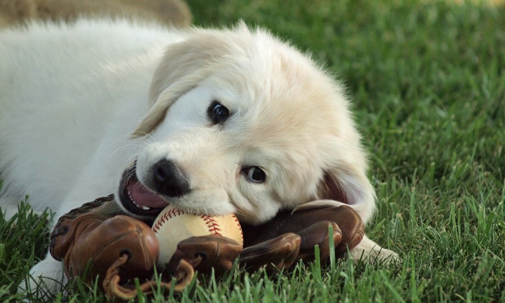 Baseball Dog Names