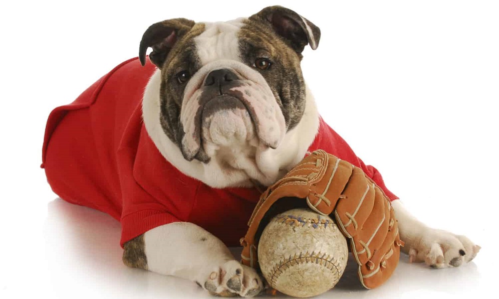 160+ Baseball Dog Names ⚾️ (With Descriptions) - Happy-Go-Doodle®