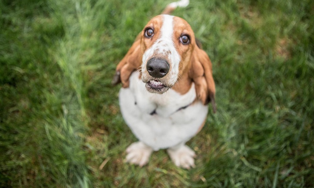 Basset Hound Dog Names 