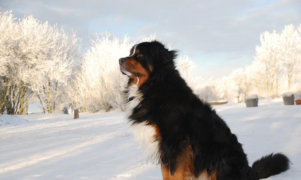 Bernese Dog Names Inspired by Swiss Languages