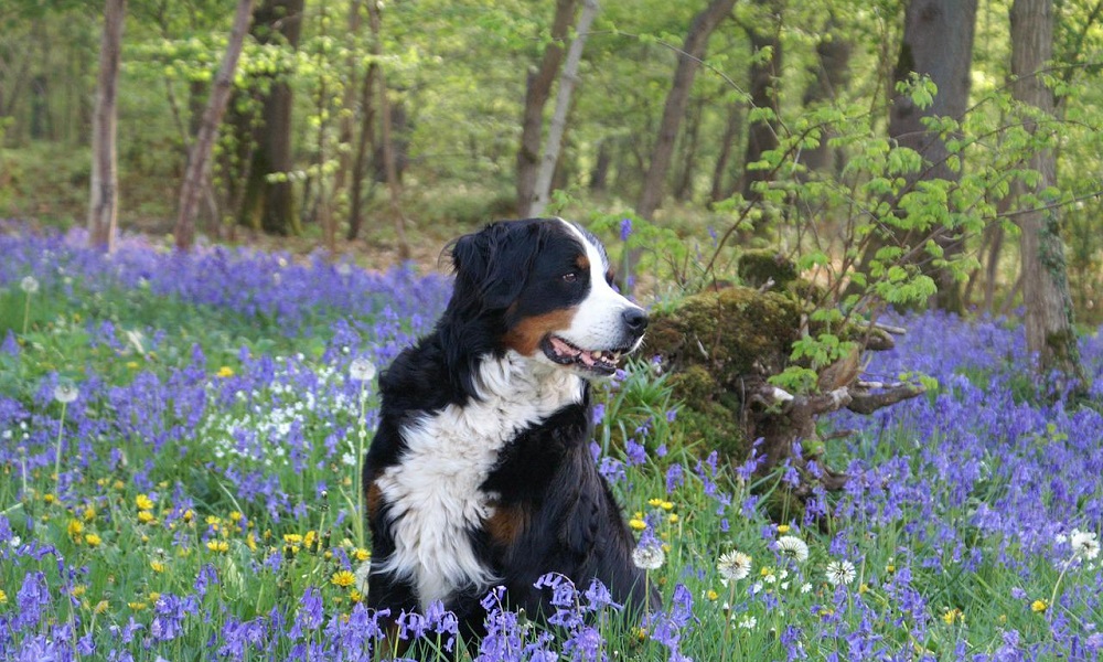 Bernese Mountain Dog Names Based on Colors