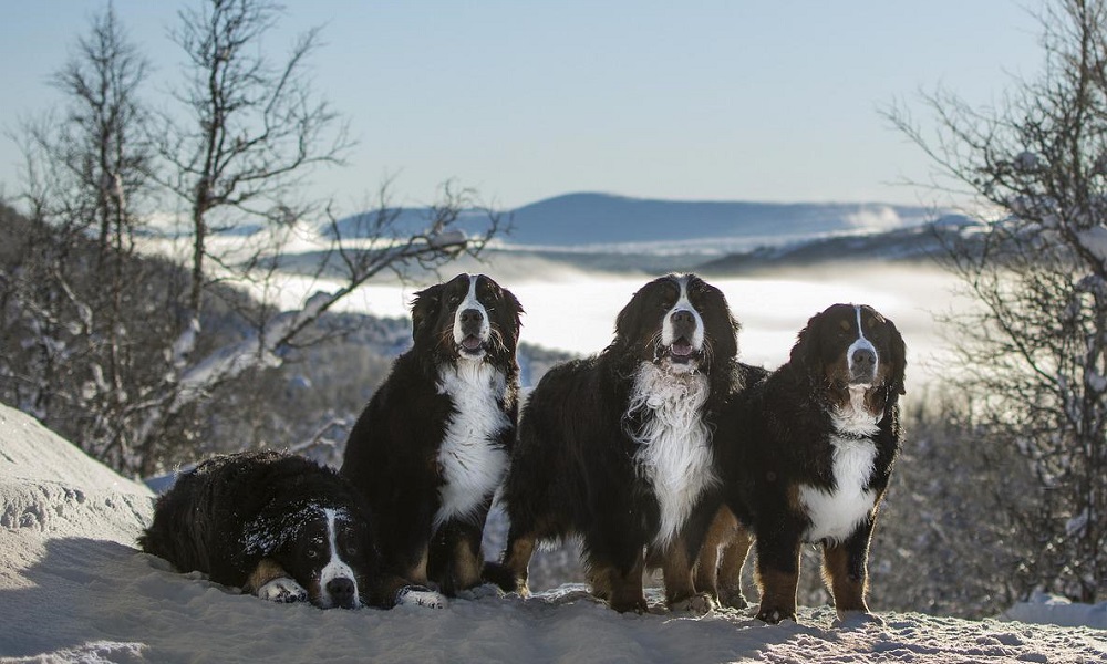 Bernese Mountain Dog Names Based on sizes