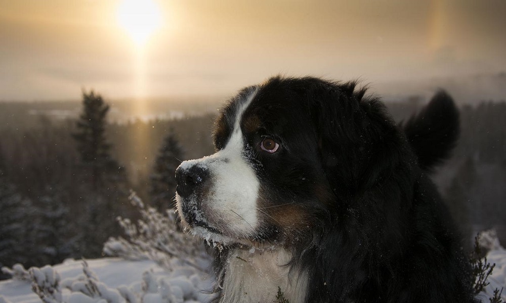 Bernese Mountain Puppy Dog Names