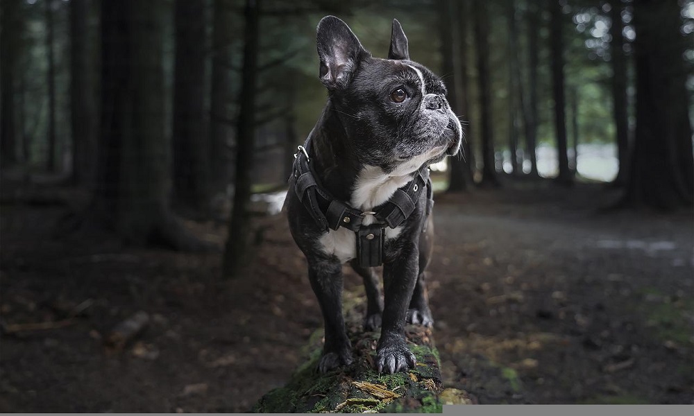 Best French Bulldogs Colors and Patterns