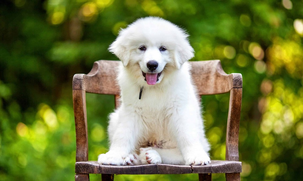 Best Great Pyrenees Names