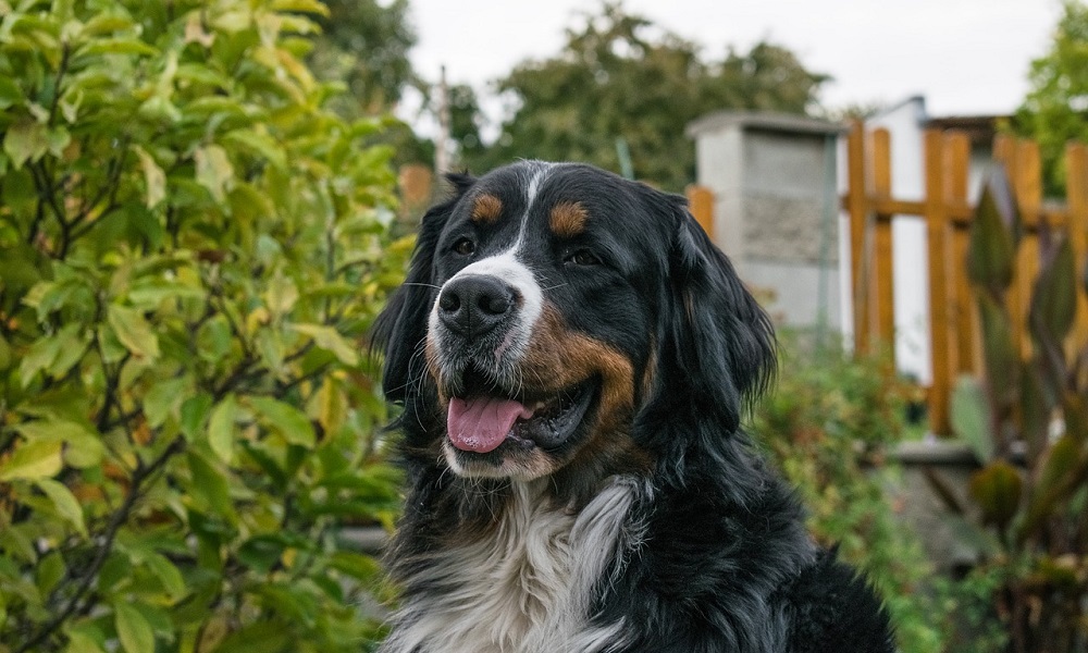 Big Bernese Mountain Dog Names