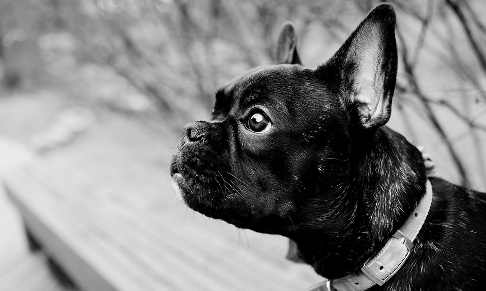 Black Pied French Bulldog