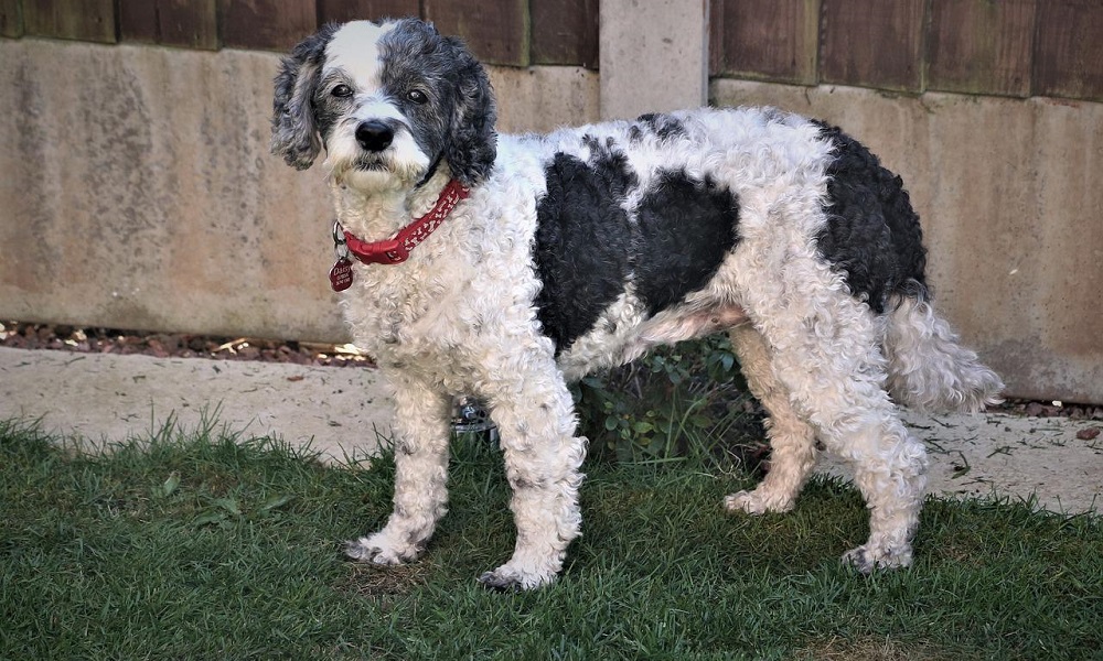 Black Cockapoo Names