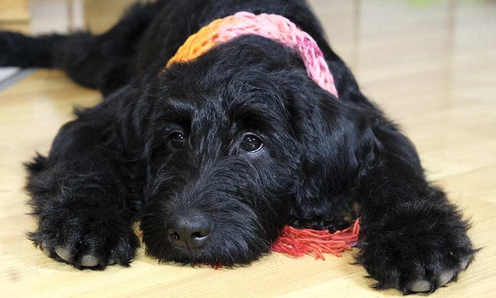 Black Labradoodle Names