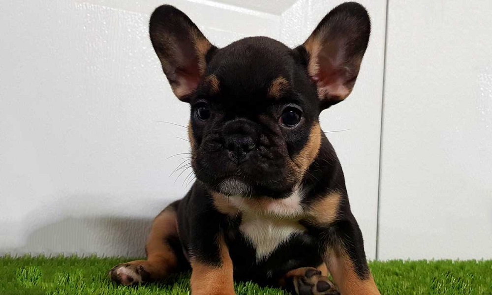 Black and Tan French Bulldog